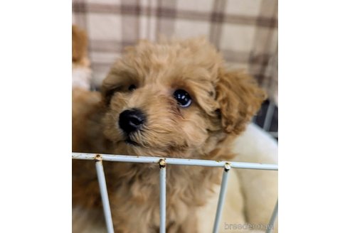 販売中の千葉県のトイプードル-344415の20枚目