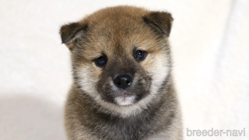 成約済の滋賀県の柴犬-352804の1枚目