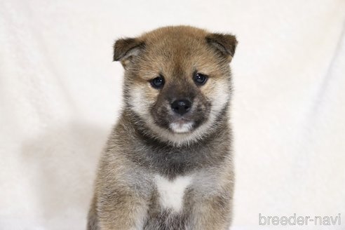 成約済の滋賀県の柴犬-352804の7枚目