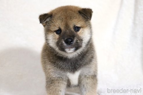 成約済の滋賀県の柴犬-352804の6枚目