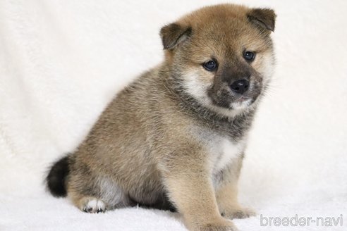 成約済の滋賀県の柴犬-352804の5枚目