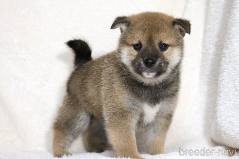 成約済の滋賀県の柴犬-352804の4枚目
