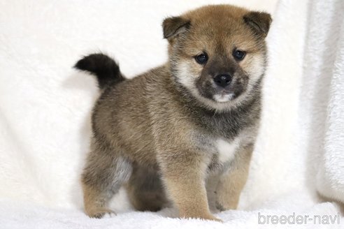 成約済の滋賀県の柴犬-352804の3枚目
