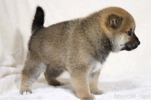 成約済の滋賀県の柴犬-352804の2枚目