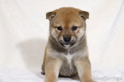 成約済の滋賀県の柴犬-352807の11枚目