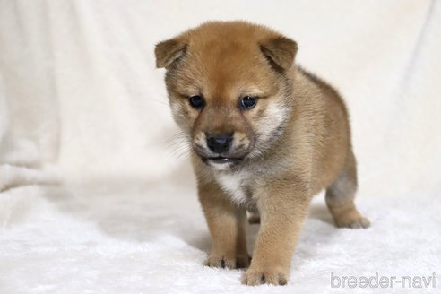 成約済の滋賀県の柴犬-352807の10枚目
