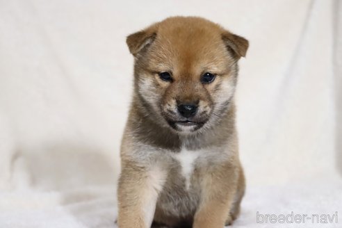 成約済の滋賀県の柴犬-352807の9枚目