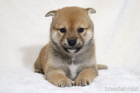 成約済の滋賀県の柴犬-352807の8枚目