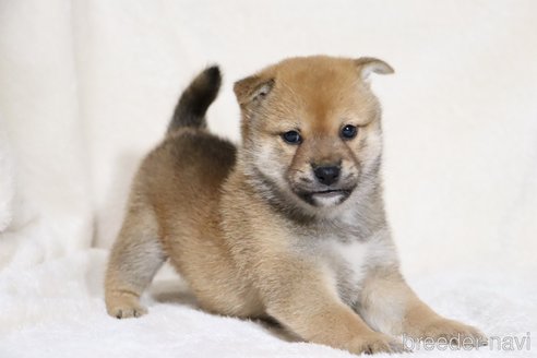 成約済の滋賀県の柴犬-352807の7枚目