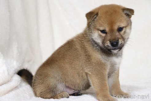 成約済の滋賀県の柴犬-352807の6枚目
