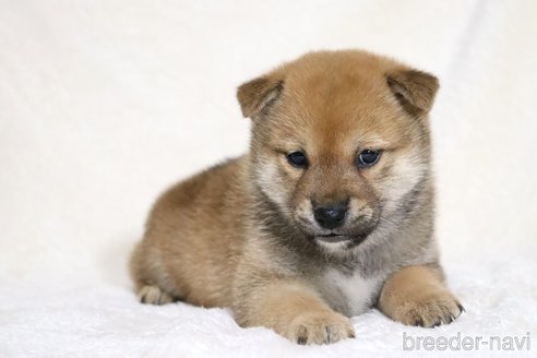 成約済の滋賀県の柴犬-352807の5枚目