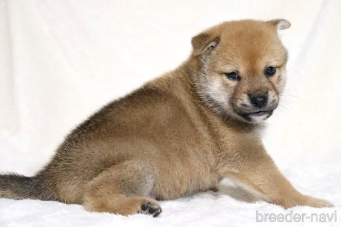 成約済の滋賀県の柴犬-352807の4枚目