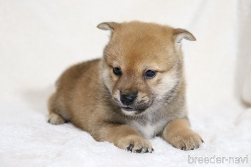 成約済の滋賀県の柴犬-352807の3枚目