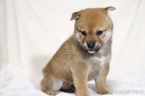 成約済の滋賀県の柴犬-352807の2枚目