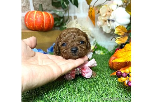 成約済の愛知県のトイプードル-350413の4枚目