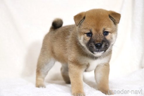 成約済の滋賀県の柴犬-352808の12枚目