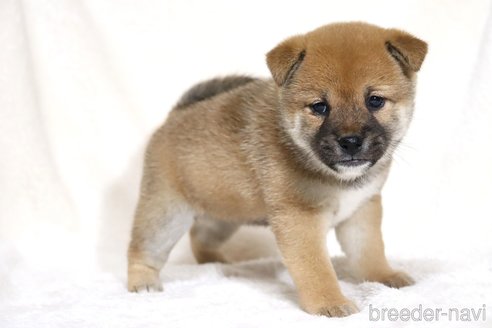 成約済の滋賀県の柴犬-352808の11枚目