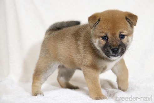 成約済の滋賀県の柴犬-352808の10枚目