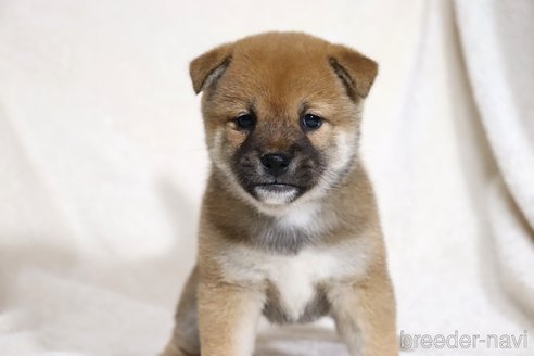 成約済の滋賀県の柴犬-352808の9枚目
