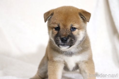 成約済の滋賀県の柴犬-352808の8枚目