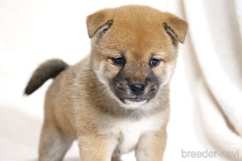 成約済の滋賀県の柴犬-352808の7枚目