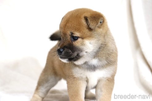 成約済の滋賀県の柴犬-352808の6枚目