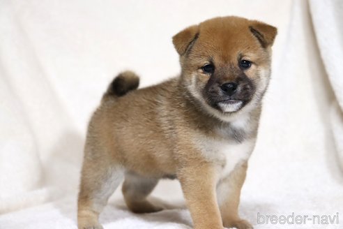 成約済の滋賀県の柴犬-352808の5枚目