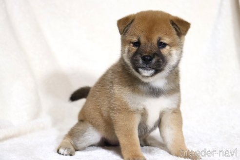成約済の滋賀県の柴犬-352808の4枚目