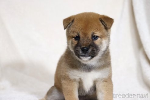成約済の滋賀県の柴犬-352808の2枚目