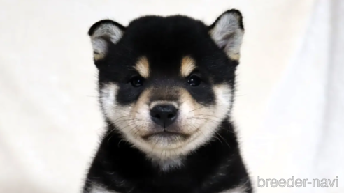 成約済の滋賀県の柴犬-350184の1枚目