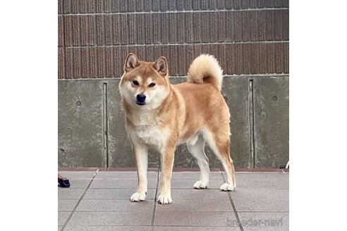 アサヒくん1枚目