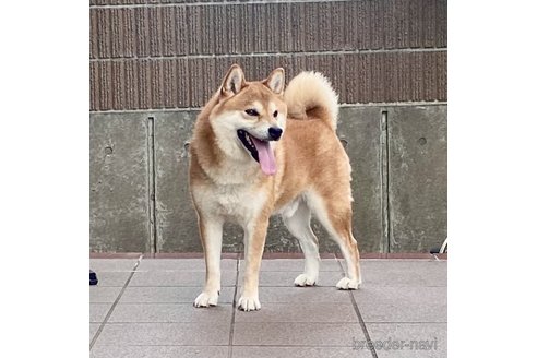 アサヒくん1枚目