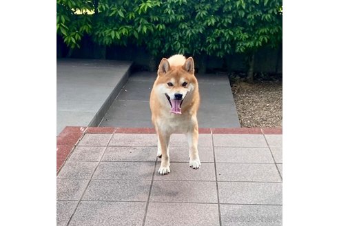 アサヒくん1枚目