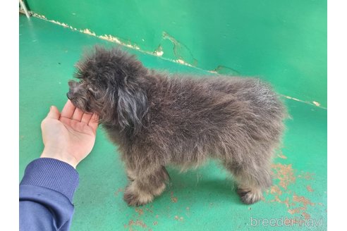 成約済の東京都のポメプー:ポメラニアン×トイプードル-311438の14枚目