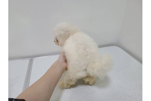 販売中の東京都のチワプー:チワワ×トイプードル-349263の8枚目