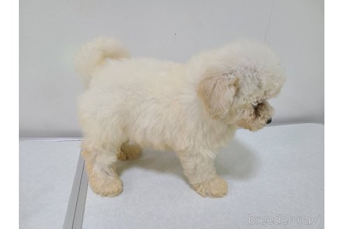 販売中の東京都のチワプー:チワワ×トイプードル-349263の9枚目