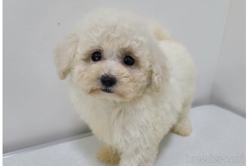 販売中の東京都のチワプー:チワワ×トイプードル-349263の7枚目