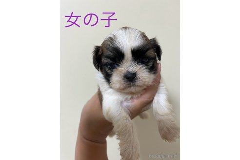 成約済の熊本県のシーズー-348679の1枚目
