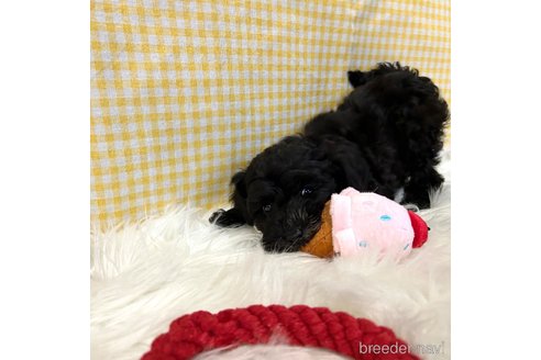 成約済の栃木県のマルプー:マルチーズ×トイプードル-352821の17枚目