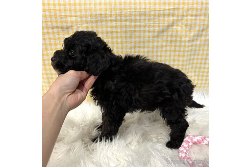 成約済の栃木県のマルプー:マルチーズ×トイプードル-352821の15枚目