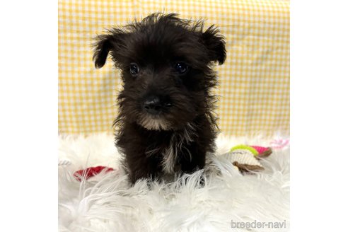 成約済の栃木県のミックス犬-352822の21枚目