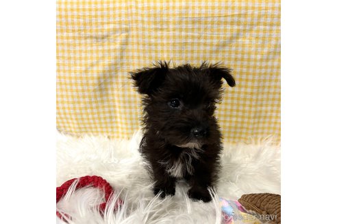成約済の栃木県のミックス犬-352822の16枚目