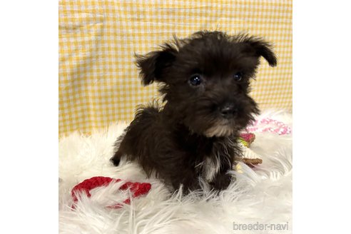 成約済の栃木県のミックス犬-352822の15枚目