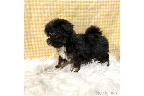 成約済の栃木県のマルプー:マルチーズ×トイプードル-352824の14枚目