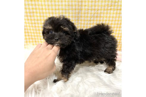 成約済の栃木県のマルプー:マルチーズ×トイプードル-352824の7枚目