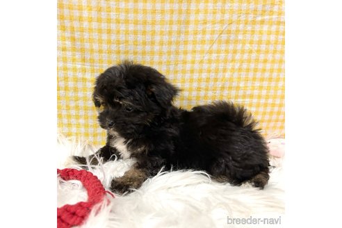 成約済の栃木県のマルプー:マルチーズ×トイプードル-352824の8枚目