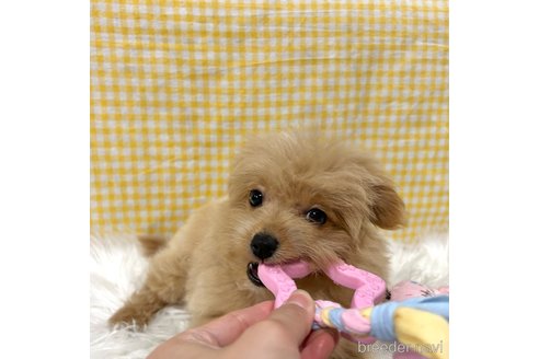 成約済の栃木県のポメプー:ポメラニアン×トイプードル-352826の27枚目