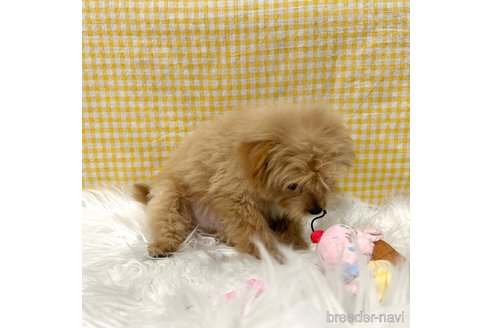 成約済の栃木県のポメプー:ポメラニアン×トイプードル-352826の30枚目