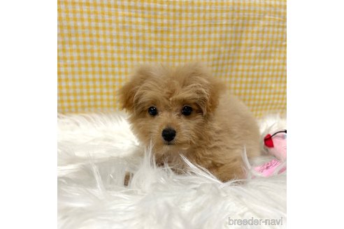 成約済の栃木県のポメプー:ポメラニアン×トイプードル-352826の29枚目