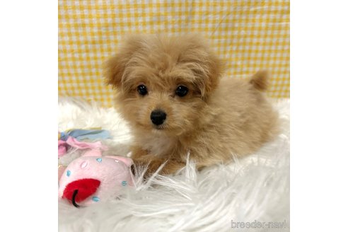 成約済の栃木県のポメプー:ポメラニアン×トイプードル-352826の26枚目
